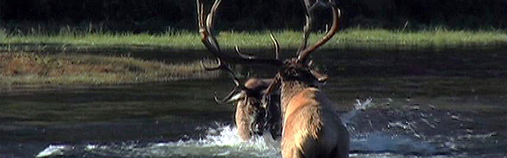 Bull Elk Fighting - Yellowstone National Park