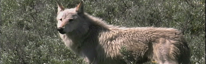 Alpha Female Wolf - Hayden Valley