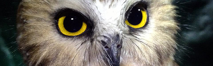 Saw-Whet Owl - Yellowstone National Park