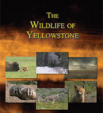 wildlife dvd